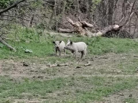 Eladó mangalica választási malacok