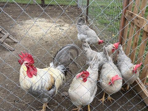 Gyöngy szürke itáliai csibe