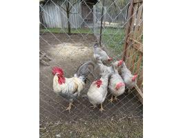 Gyöngy szürke itáliai csibe