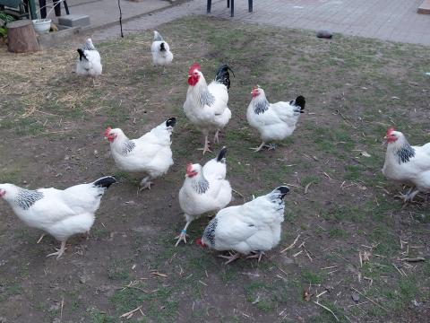 Sussex tyúk család