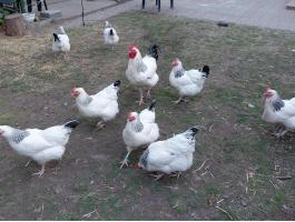 Sussex tyúk család