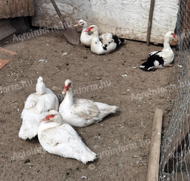 Némakacsa gúnár/tojó