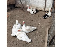 Némakacsa gúnár/tojó