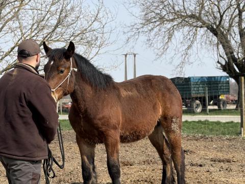 Magyar Hidegvérű csődör