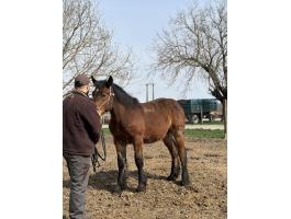 Magyar Hidegvérű csődör