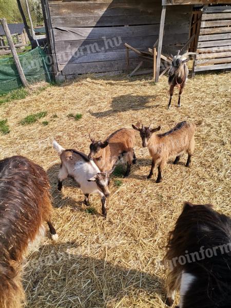 Kecskegidák eladók
