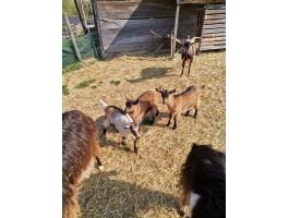 Kecskegidák eladók