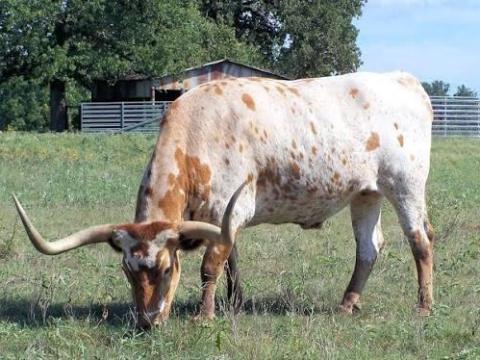 Azonnali kezdéssel keresek állatgondozói munkát