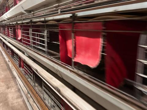 Kovobel tojó tyúk ketrec