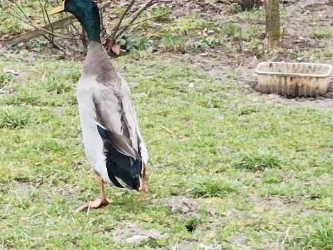 Indiai csigaevő futókacsa gácsér