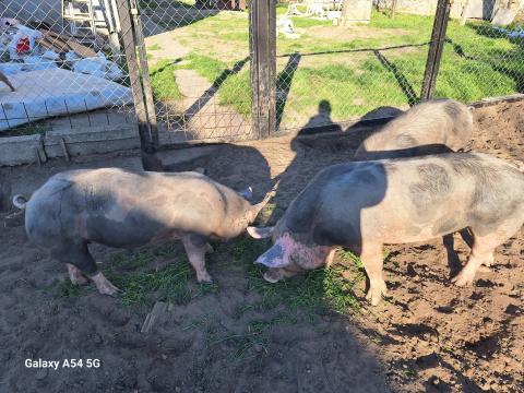 Eladó Pietrain süldők és hízók