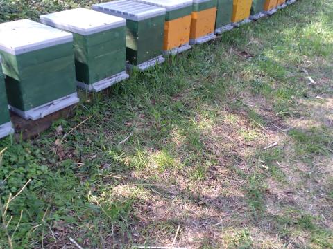 Méhcsaládok eladók