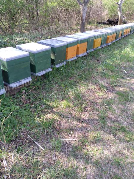 Méhcsaládok eladók