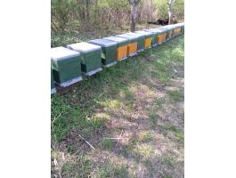 Méhcsaládok eladók