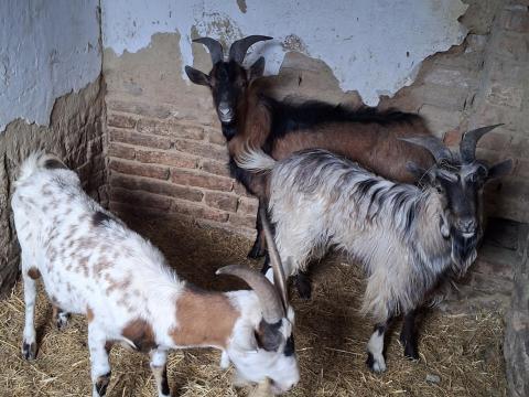 Eladó kecskék
