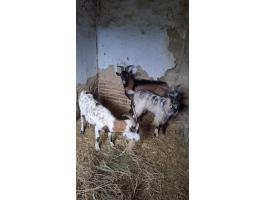Eladó kecskék