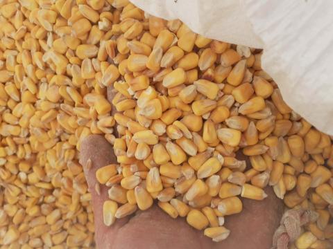 Kukorica takarmány termény