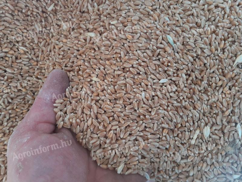 Búza gabona termény