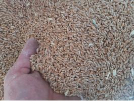 Búza gabona termény