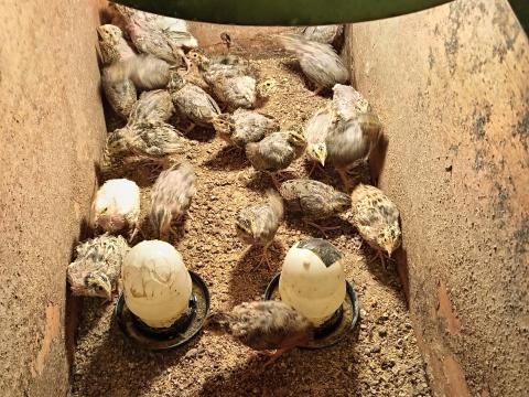 Fürj, előnevelt, lassan felnőtt korúak, kettős hasznosításra