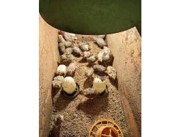 Fürj, előnevelt, lassan felnőtt korúak, kettős hasznosításra