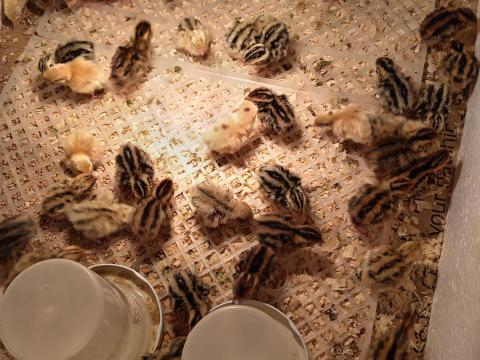 Fürj, egyhetes, előnevelt, kettős hasznosítású