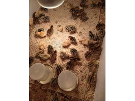 Fürj, egyhetes, előnevelt, kettős hasznosítású