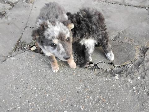 Mudi kölykök eladók