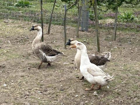 Gigant pulykák,  kacsa liba eladó