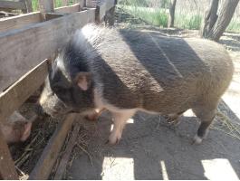 Eladó vietnámi-vaddisznó keverék kandiszno