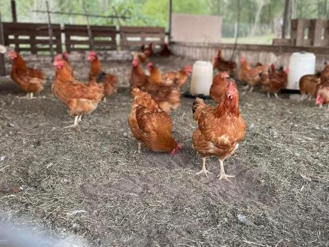 Jérce, kakas, előnevelt pipi