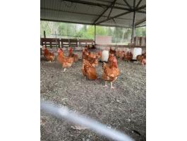 Jérce, kakas, előnevelt pipi