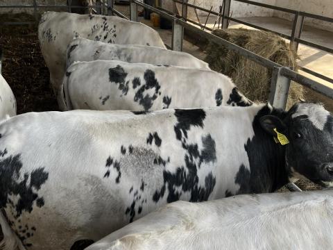 Holstein x kèkbelga üsző