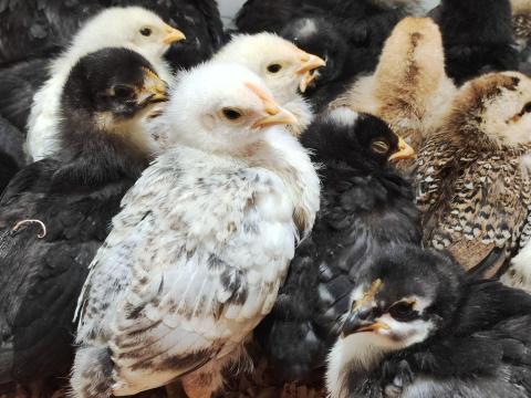 Előnevelt csibe, kettős hasznosítású, nagytestű