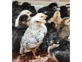 Előnevelt csibe, kettős hasznosítású, nagytestű