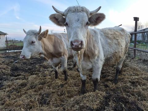Magyartarka tehén és üsző karámba keresés