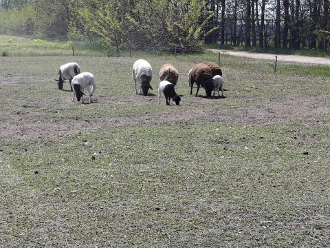 Keverék dorper anyabirkák bárányaikkal és egy fajtatiszta dorper kos