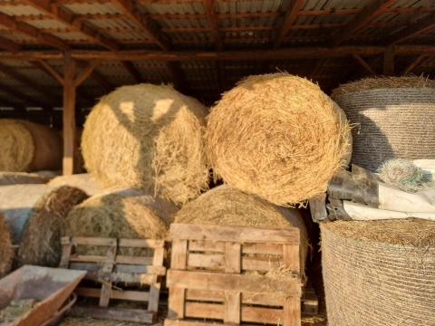 Lucerna és széna bálák eladóak