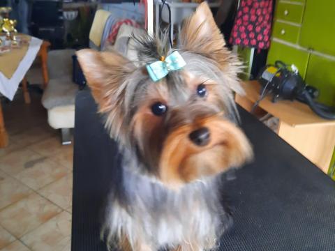 Törzskönyvezett Yorkshire terrier fiú kutya