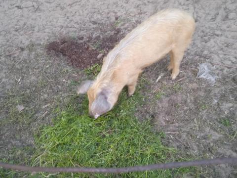 Süldő malac duroc jellegű eladó