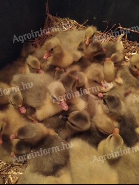 Napos és előnevelt kisliba, liba, lúd