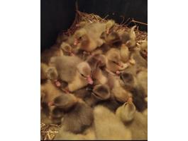 Napos és előnevelt kisliba, liba, lúd