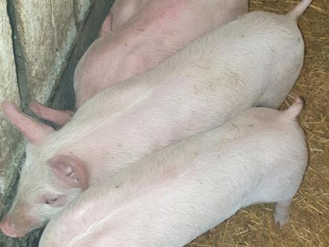 Eladó 5 db 8 hetes malac