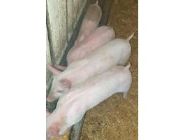 Eladó 5 db 8 hetes malac