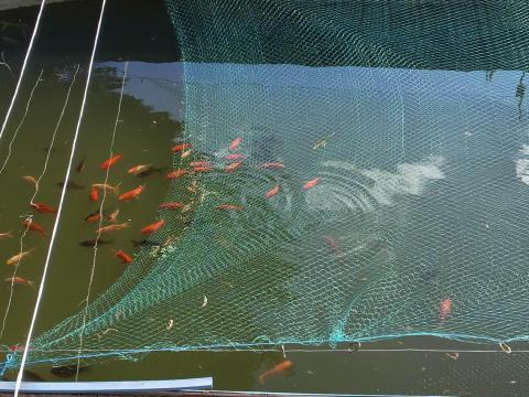 Aranyhalak, kárászok kinti tartásra