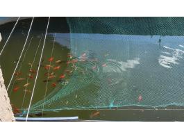 Aranyhalak, kárászok kinti tartásra