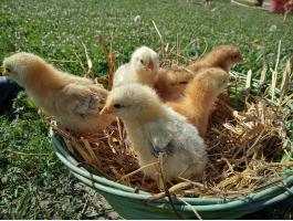 Hústípusú egyhetes csibék