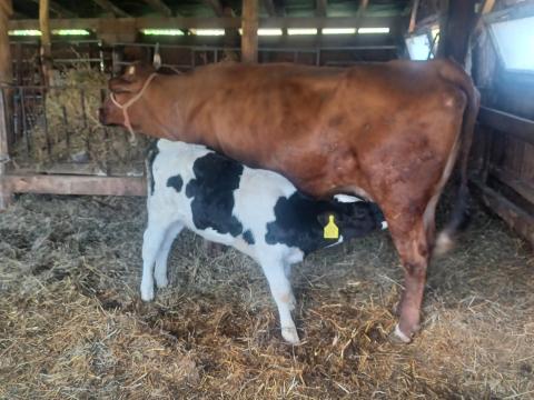 Holstein bikaborjú eladó