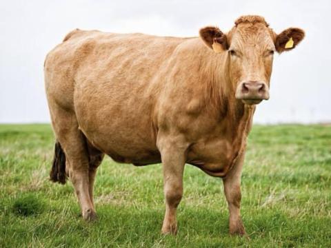 Állatgondozói állás szarvasmarha telepen