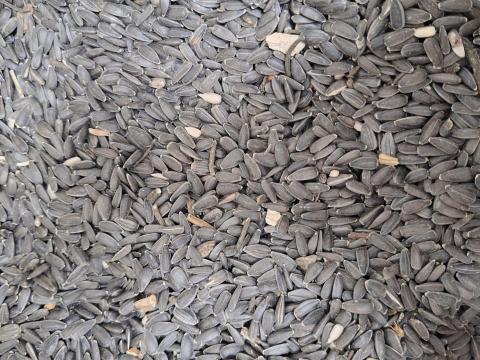 Bio magas olajsavas tisztított napraforgó